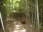 竹藪の様子