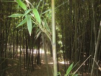 普通の枝が上向き竹